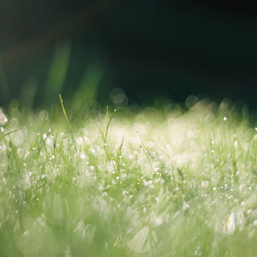 lawn-care-mowing-landscape-maintenance-KC-KCMO-Kansas-City