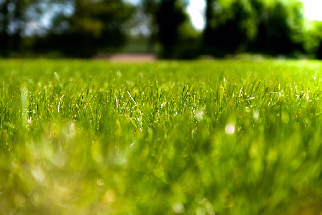 lawn-care-landscaping-landscape-maintenance-outdoor-living-space-KC-KCMO-Kansas-City-Overland-Park