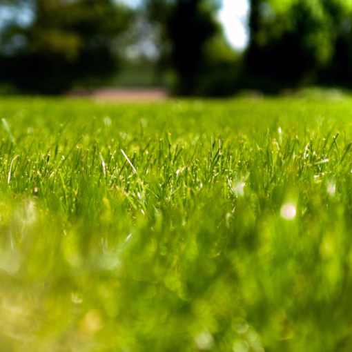 lawn-care-landscaping-landscape-maintenance-outdoor-living-space-KC-KCMO-Kansas-City-Overland-Park