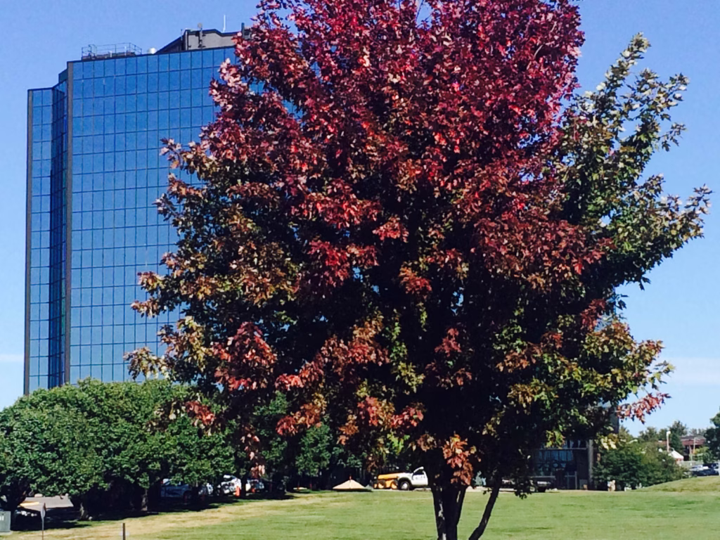 commercial-lawn-care-mowing-landscaping-landscape-maintenance-Overland-Park-Kansas-City-Lenexa