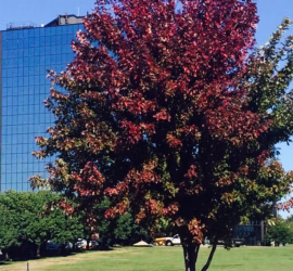 commercial-lawn-care-mowing-landscaping-landscape-maintenance-Overland-Park-Kansas-City-Lenexa