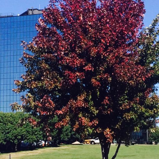 commercial-lawn-care-mowing-landscaping-landscape-maintenance-Overland-Park-Kansas-City-Lenexa